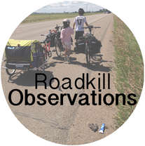 ASC Roadkill Observations